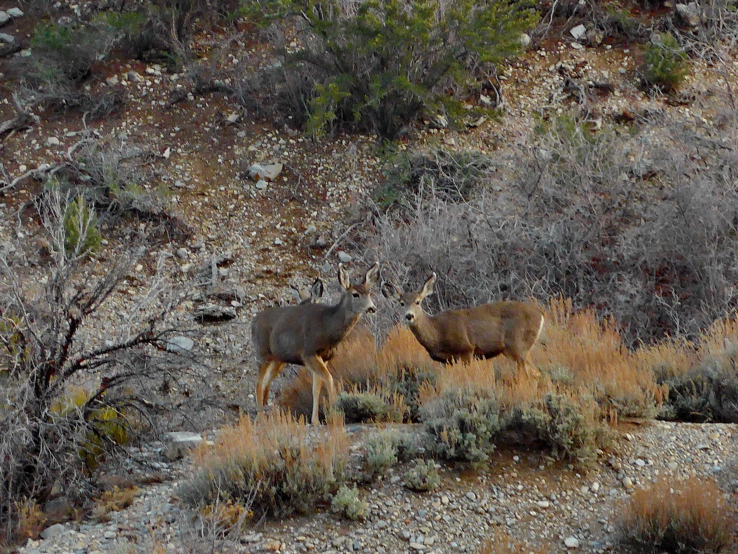 Deer in the Spring Mountains